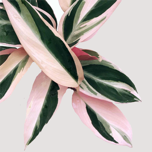 Calathea Triostar