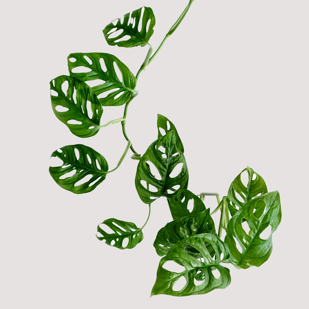 Monstera esqueleto