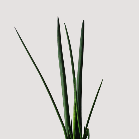 Sansevieria cilindrica