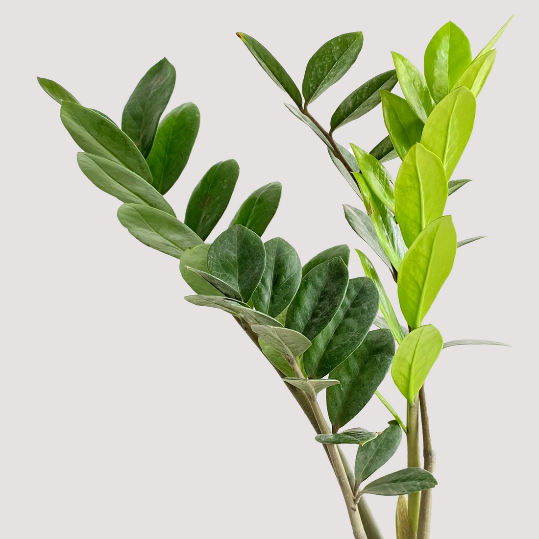 Zamioculca