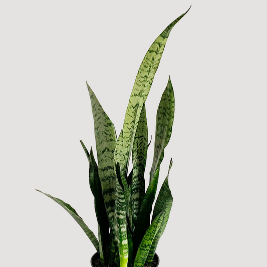 Sansevieria