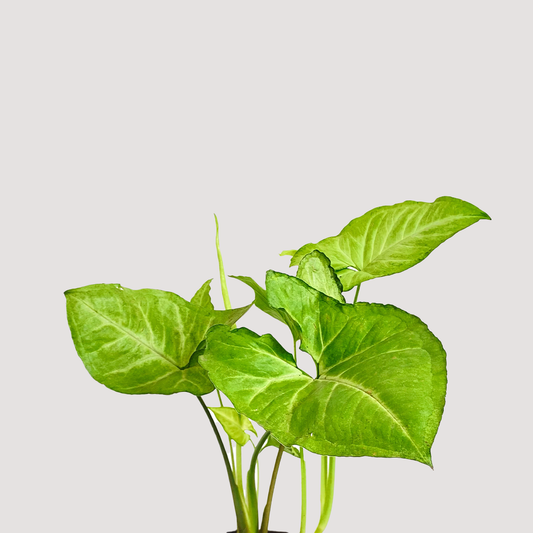 Syngonium